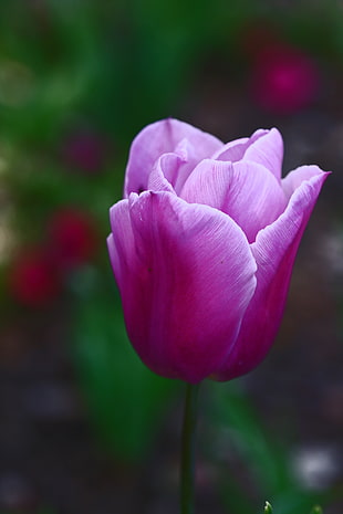 photography of pink rose, tulip