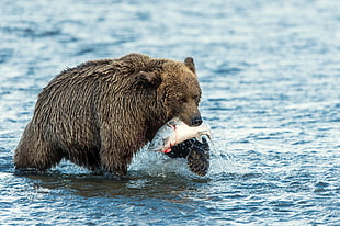 brown grizzly bear bitten white fish on body of water