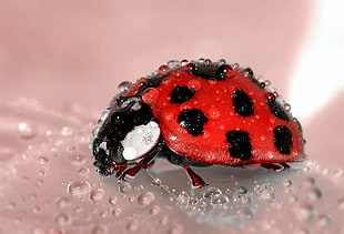 close-up photo of red and black Ladybug