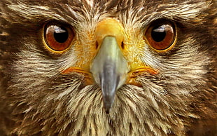 brown Eagle's face HD wallpaper