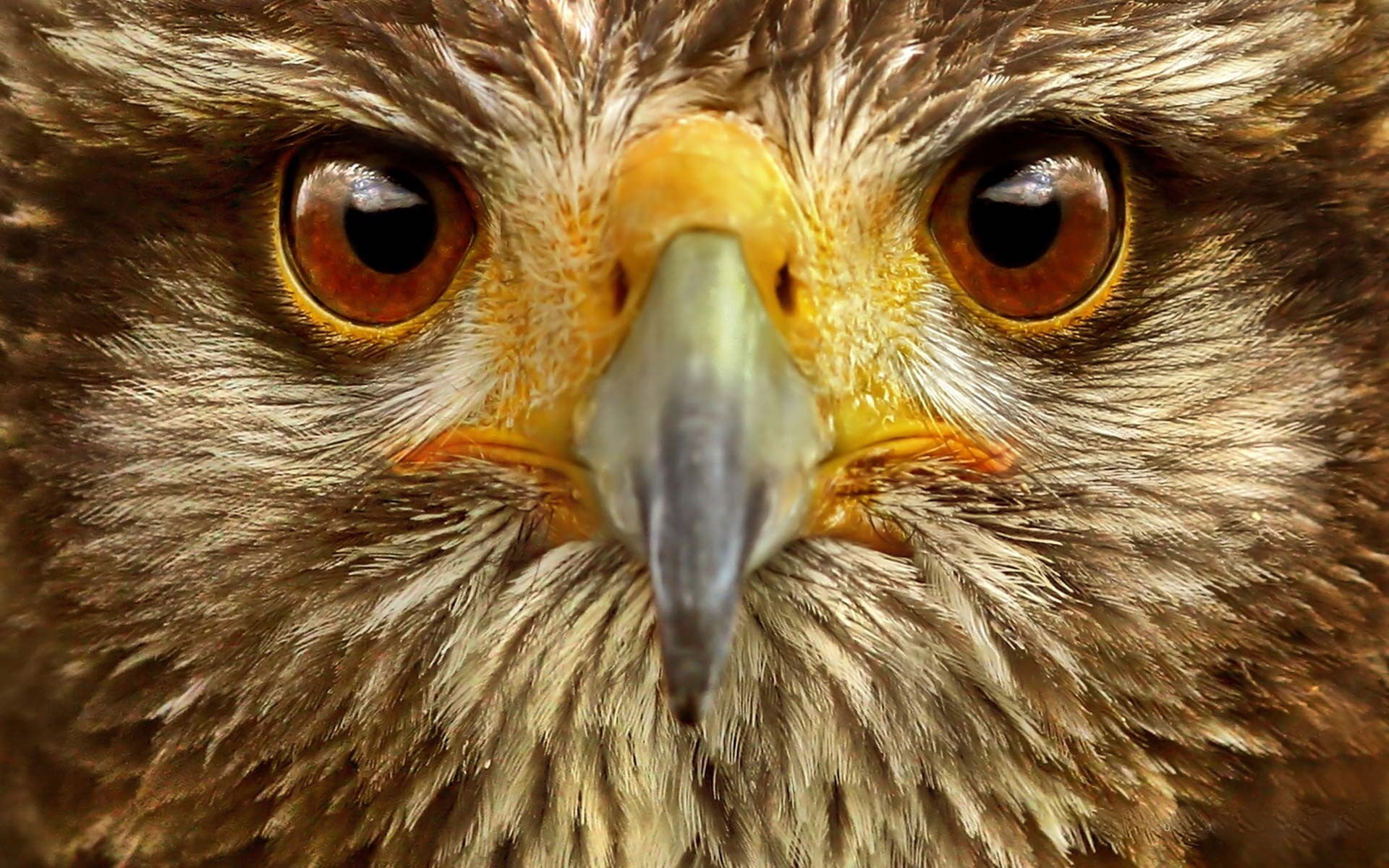 Brown Eagle's face HD wallpaper | Wallpaper Flare