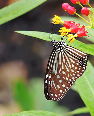 Glassy Blue Tiger butterfly perched on yellow and red petaled flower in macro shot photography