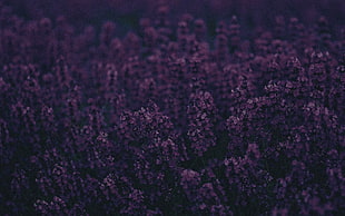 purple petaled flower, nature, purple flowers, flowers, lavender