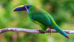 green and yellow bird, animals, nature, wildlife, birds