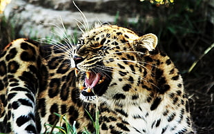 Leopard wallpaper