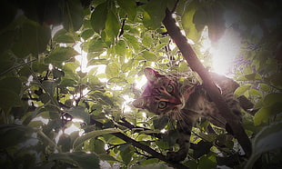 gray tabby cat on tree