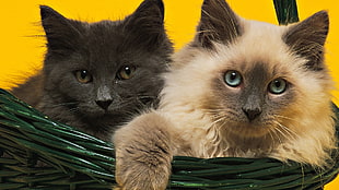 two black and brown cats in green wicker basket