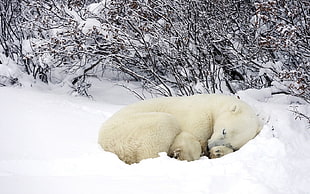 Polar bear sleeping on snow during daytime