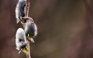 shallow focus photography of black and white leaf plant