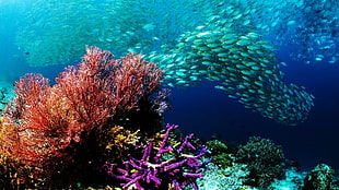 school of gray fish, coral, sea, fish HD wallpaper
