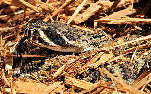 gray and black snake, snake, camouflage, reptiles, animals