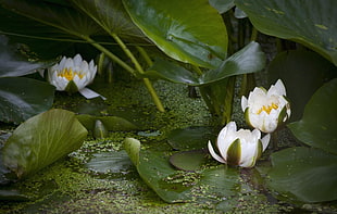 white lotus flower HD wallpaper