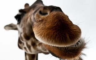 giraffe closeup photo HD wallpaper