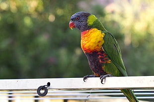 rainbow lorikeet, Parrot, Bird, Multicolored