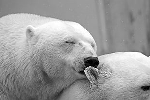 two white polar bears close up photo