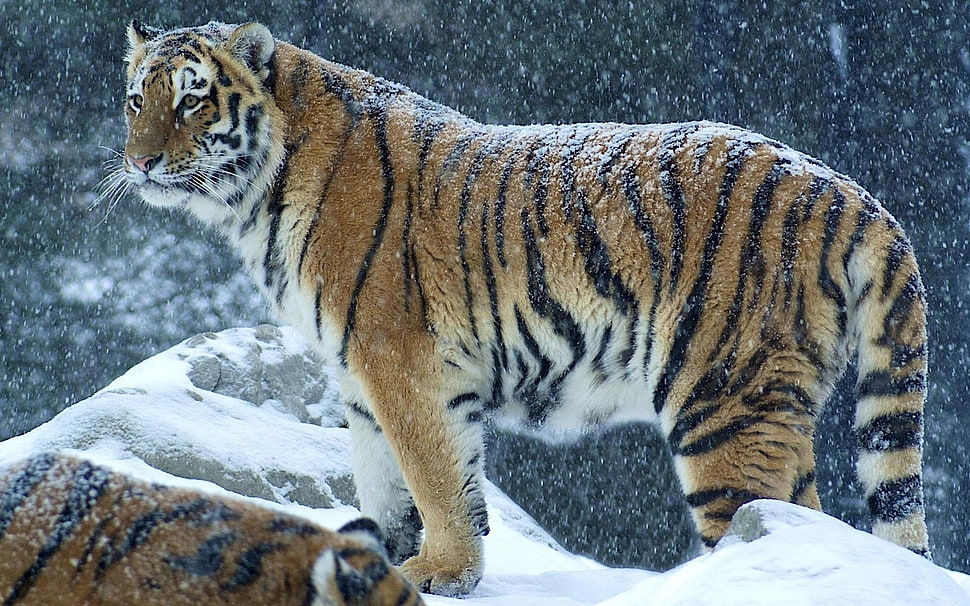 Tiger photo HD wallpaper