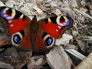 Peacock butterfly HD wallpaper