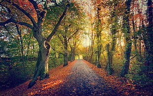 brown and green leaf trees, nature, landscape, path, trees