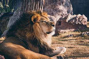 closeup photo of Lion lying near tree