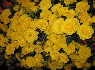 bouquet of yellow roses HD wallpaper