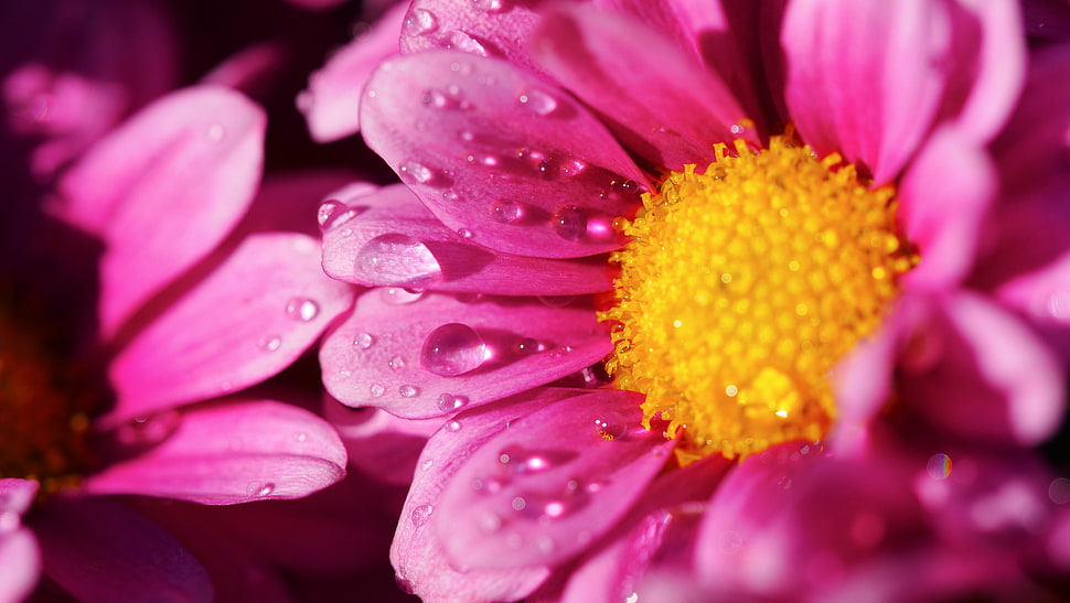closed up photography of water dew on pink petal flower HD wallpaper
