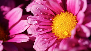 closed up photography of water dew on pink petal flower