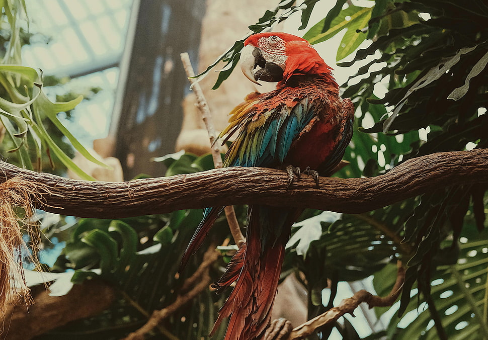 photo of scarlet macaw perching on green tree brunch HD wallpaper