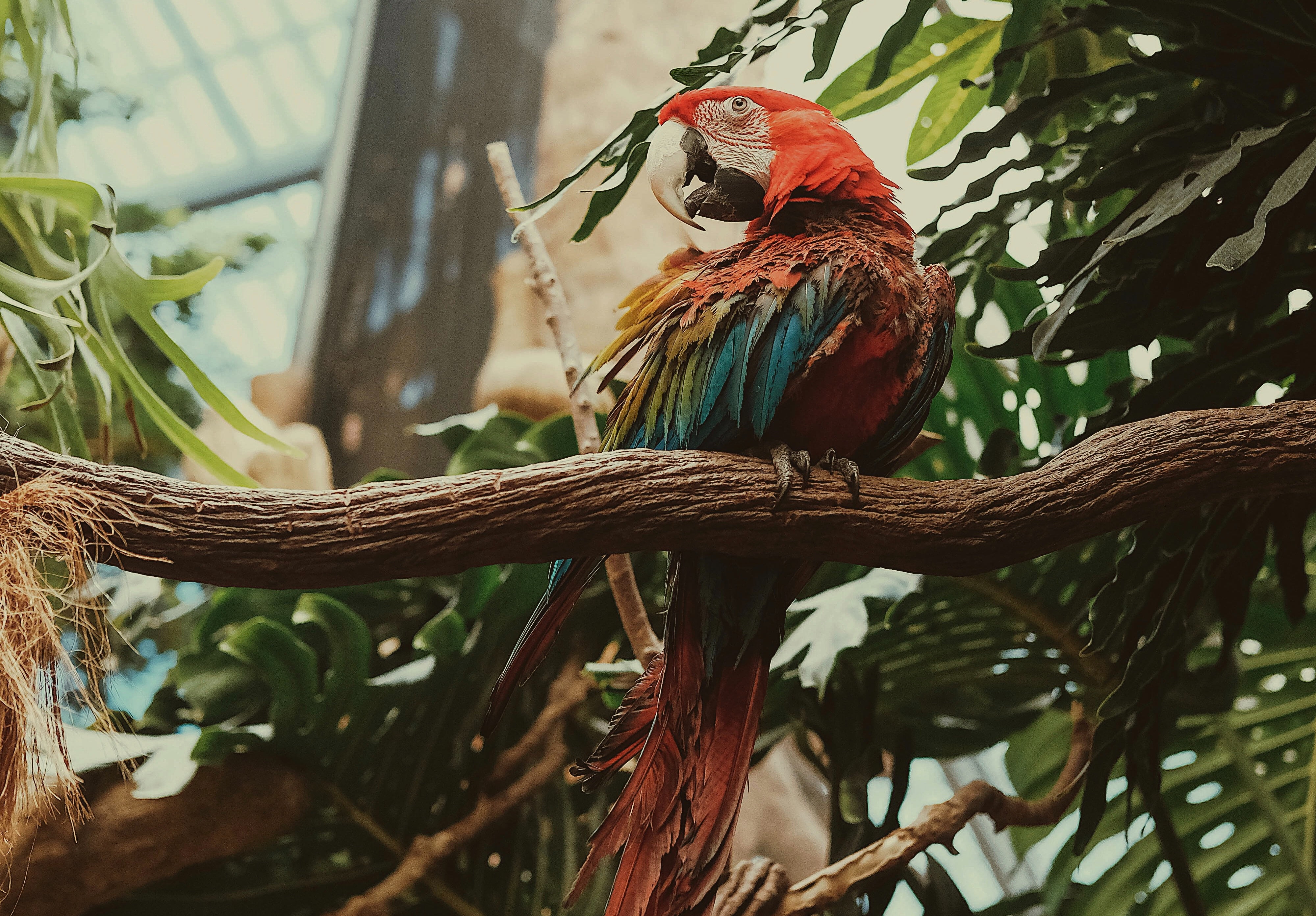photo of scarlet macaw perching on green tree brunch