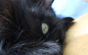 black cat HD wallpaper