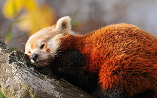 red panda, red panda, panda, nature, animals HD wallpaper
