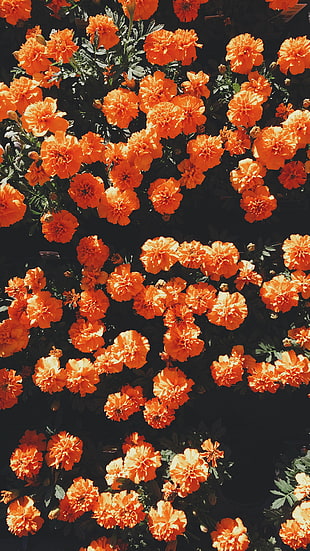 orange marigold flowers, flowers, portrait display