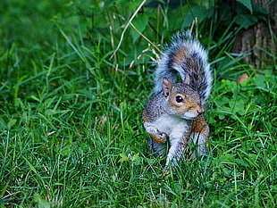 brown and grey squirrel on green grass