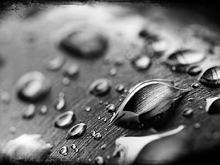 gray scale shot of water droplets HD wallpaper