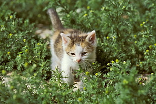 white and brown fur kitten