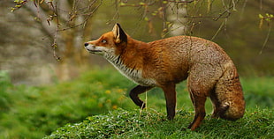 brown and white fox on green grassy field during daytime