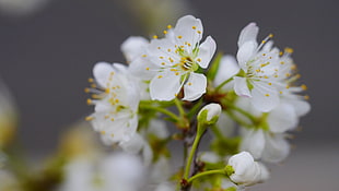 white fruit blossom in close up photography, flowering HD wallpaper