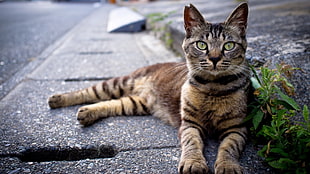 brown tabby cat on road during daytime