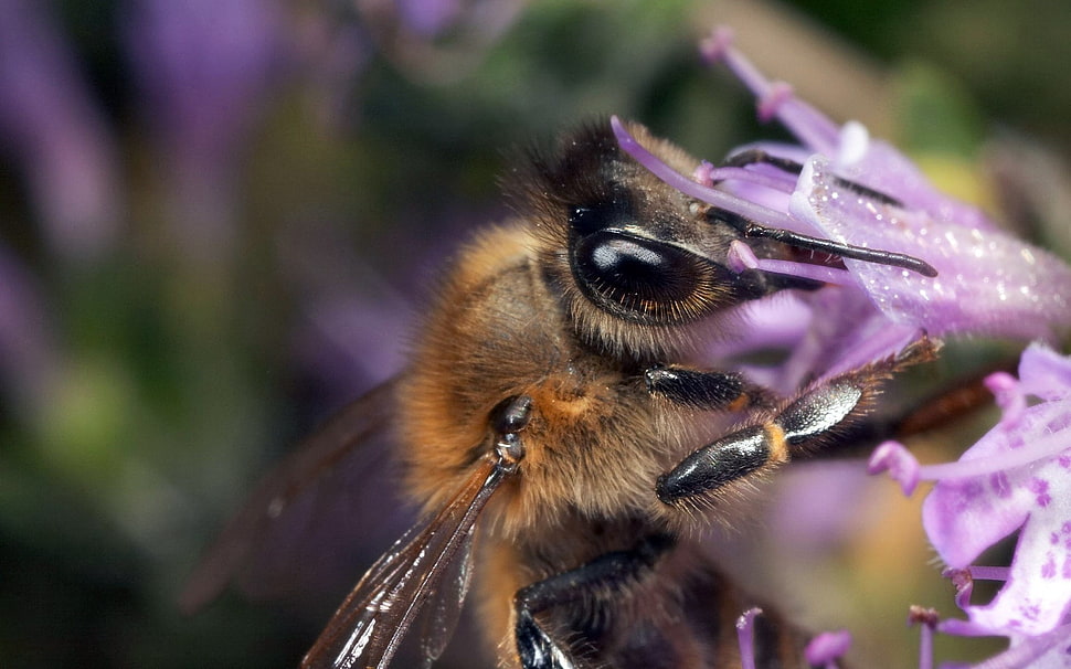 Honeybee perched on purple petaled flower in closeup photography HD wallpaper