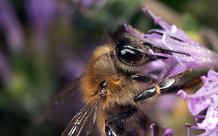 Honeybee perched on purple petaled flower in closeup photography