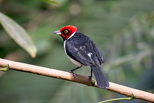 black and red short-beak bird perched on trunk