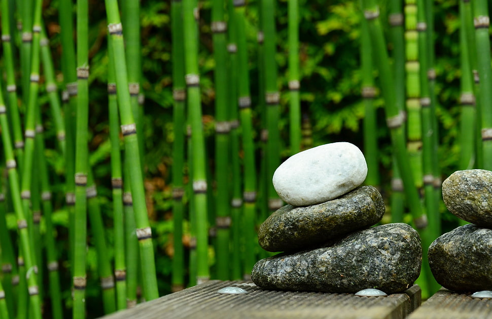 shallow focus photography of stone stacks and green bamboo thicket HD wallpaper