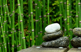 shallow focus photography of stone stacks and green bamboo thicket