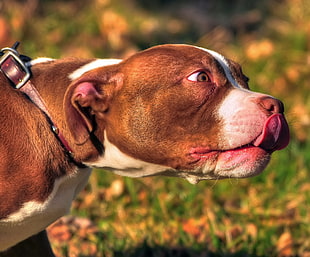 close up photo of a white and brown short coat dog