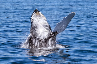 white and black whale, humpback