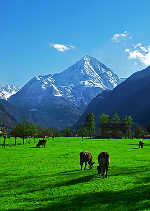 four brown cattle on green grass field at daytime, alpen HD wallpaper