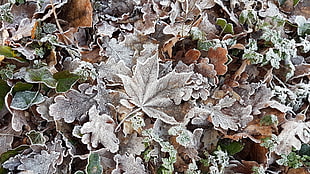 gray maple leaf, cold, ice, winter, leaves HD wallpaper