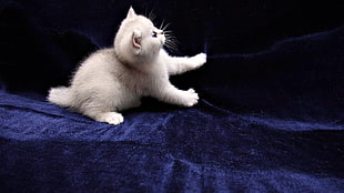 white short coat kitten HD wallpaper