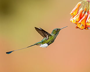 green and brown hummingbird next on red petaled flower in closeup photography, booted racket-tail