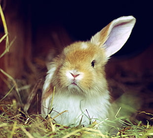brown rabbit, animals, rabbits HD wallpaper