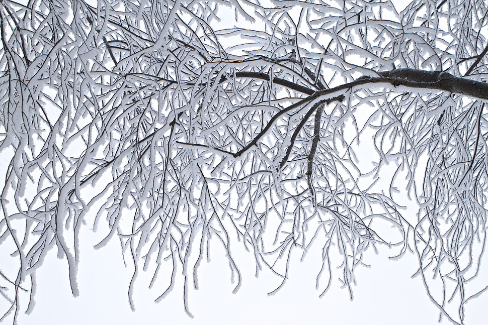 tree covered with snow HD wallpaper